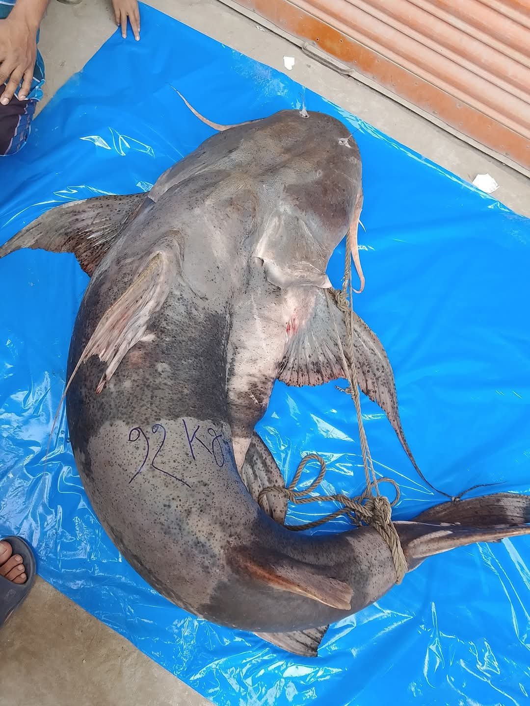 জেলের জালে ৯৫ কেজি বাঘাআইড়