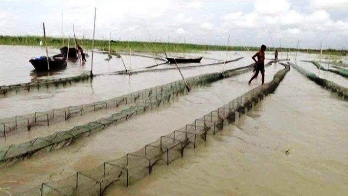 নেত্রকোণার হাওড়ে নিষিদ্ধ চায়না জালের ব্যবহার, হুমকিতে দেশীয় মাছ ও জীববৈচিত্র্য