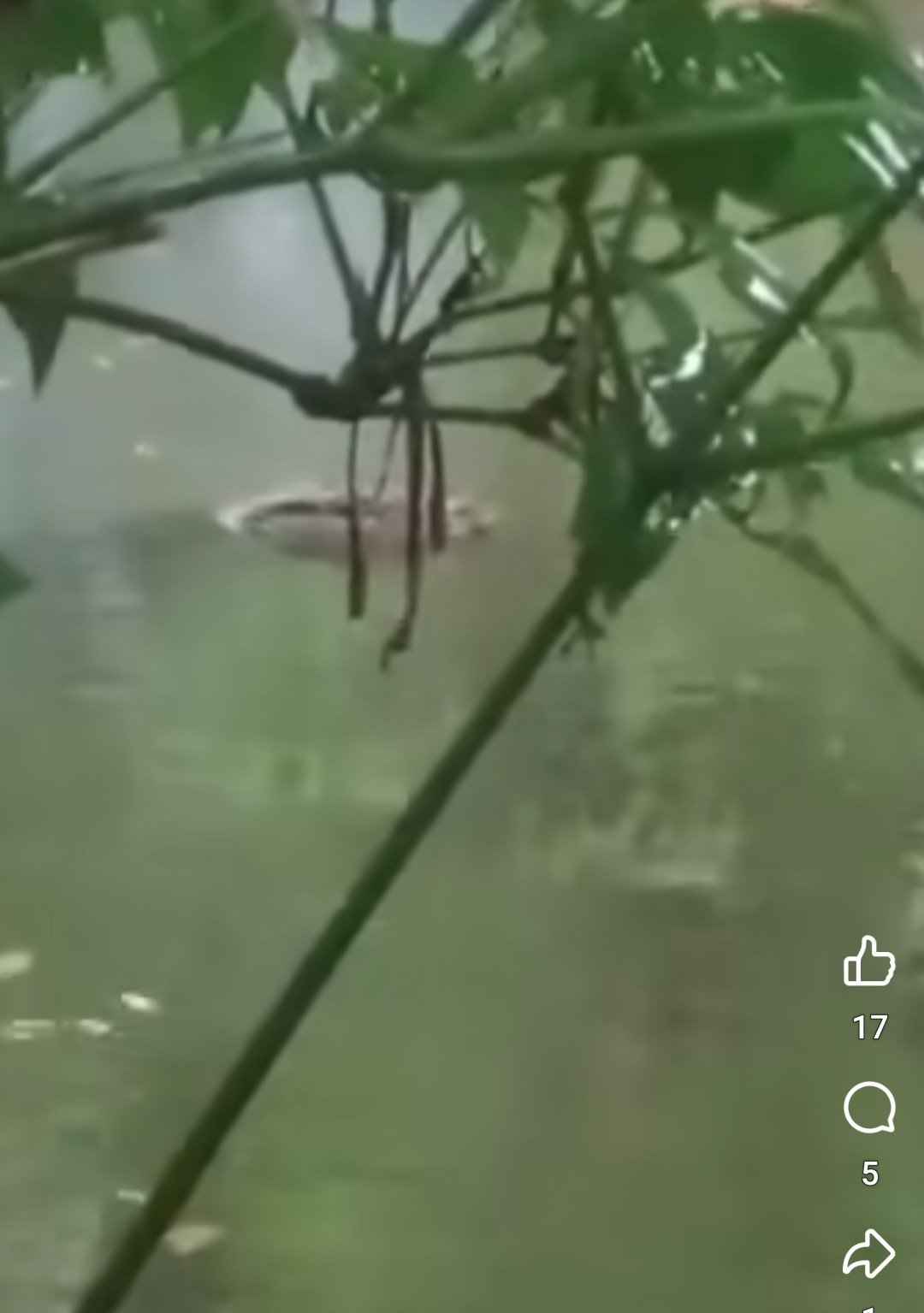 লাড়কির ঘর থেকে পুকুরে পড়ল কুমির, এলাকায় তোলপাড়