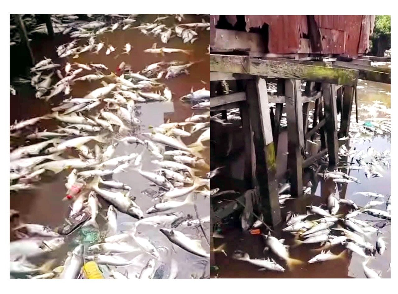 কাঁঠালিয়ায় পুকুরে রাসায়নিক সারের বিষক্রিয়ায় ১০ লাখ টাকার মাছ নিধন