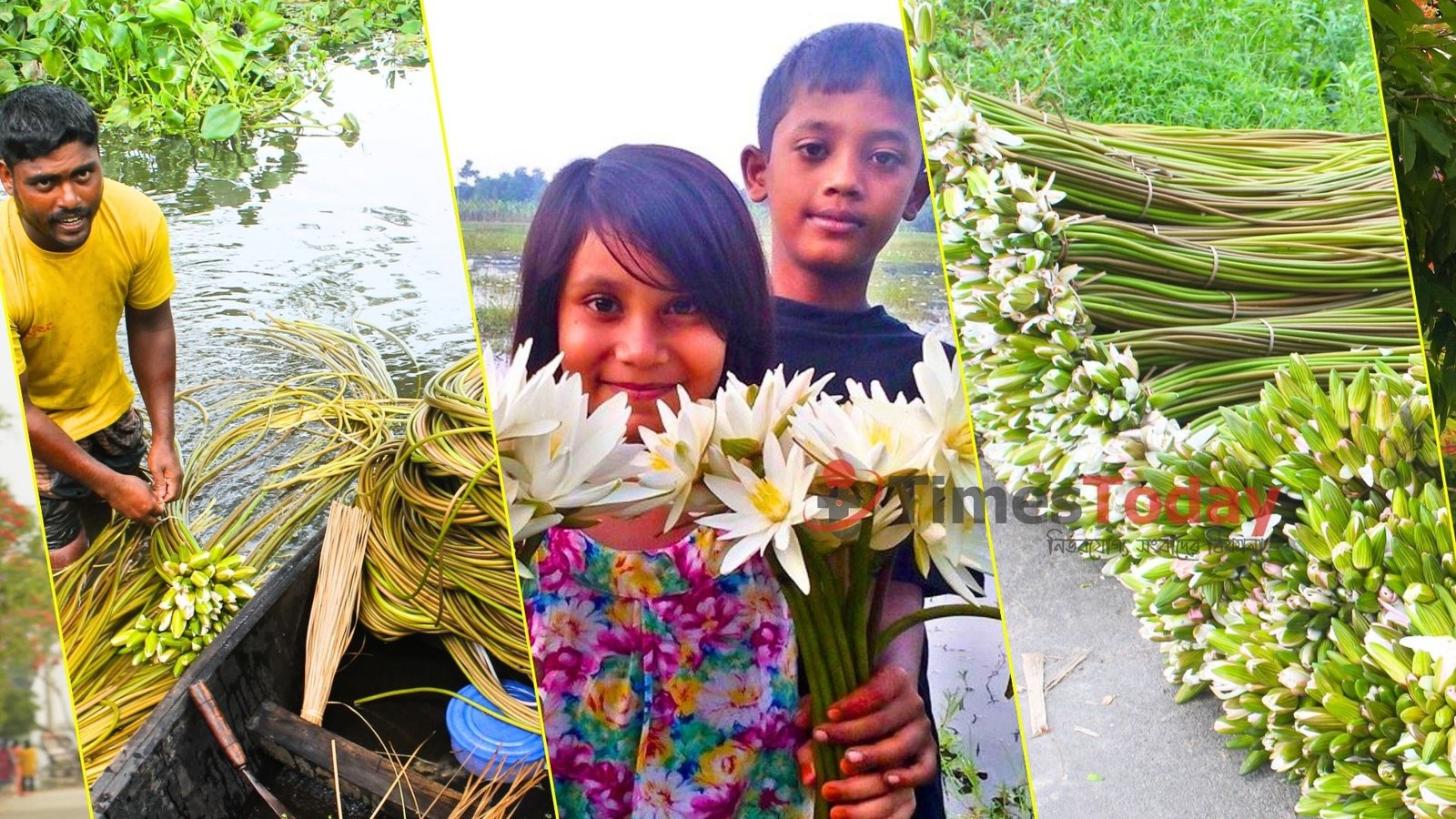 শাপলা সংগ্রহে জীবিকার আলো, বর্ষায় জমজমাট হাট-মাঠ