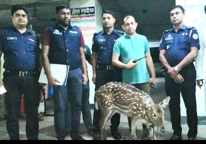 ভোলায় অতি জোয়ারে বনের হরিন লোকালয়ে!