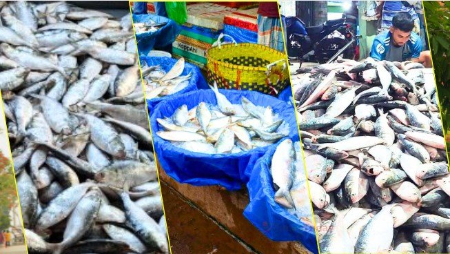 সিন্ডিকেটের হাত বদল, নিয়ম নয়—ঝাঁকে ঝাঁকে ইলিশ ধরা পড়লেও জেলেদের মুখে হাসি নেই