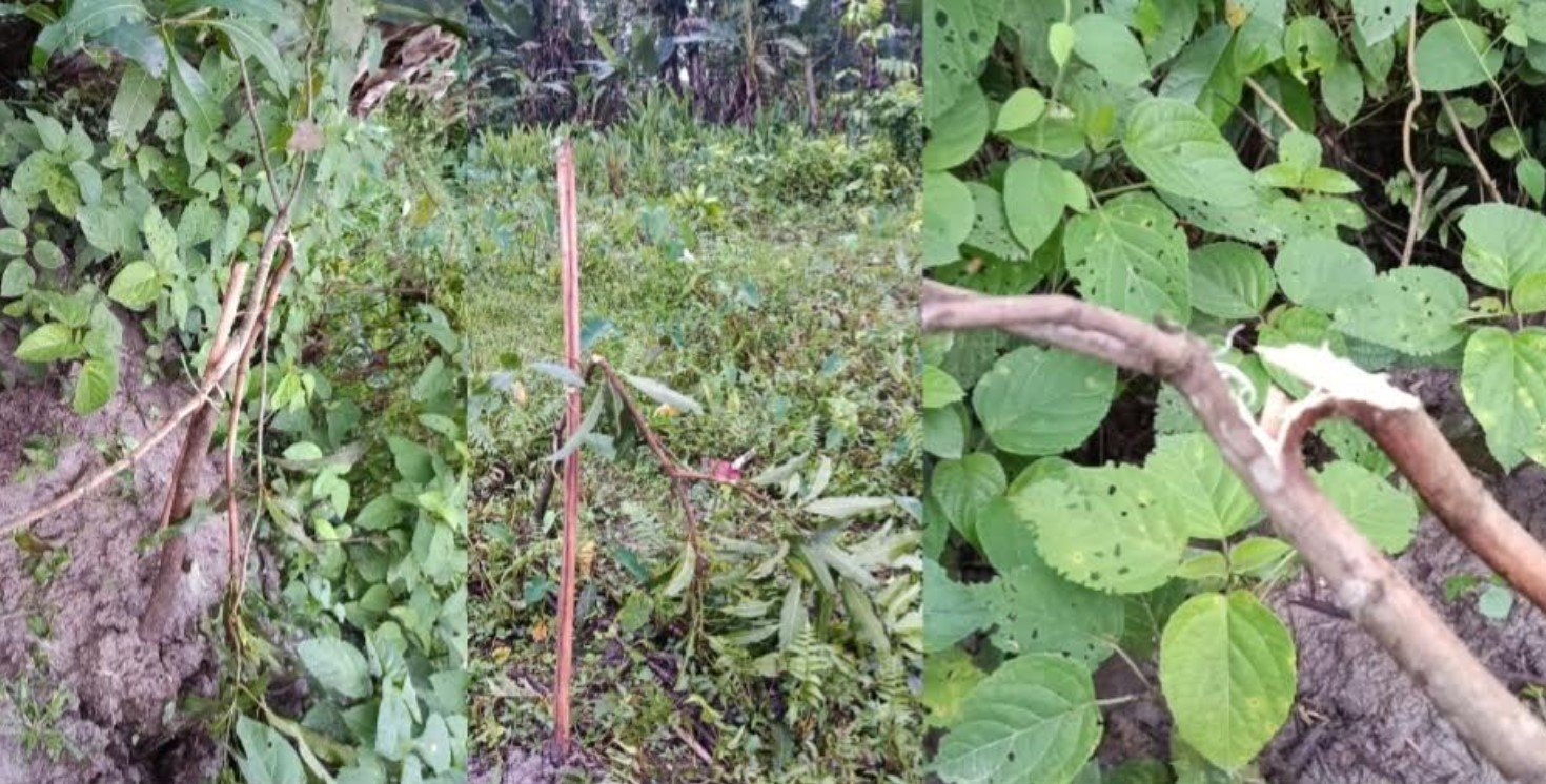 রাজাপুরে আম বাগানের ৩০ হাজার টাকার গাছ কেটে ফেলার অভিযোগ