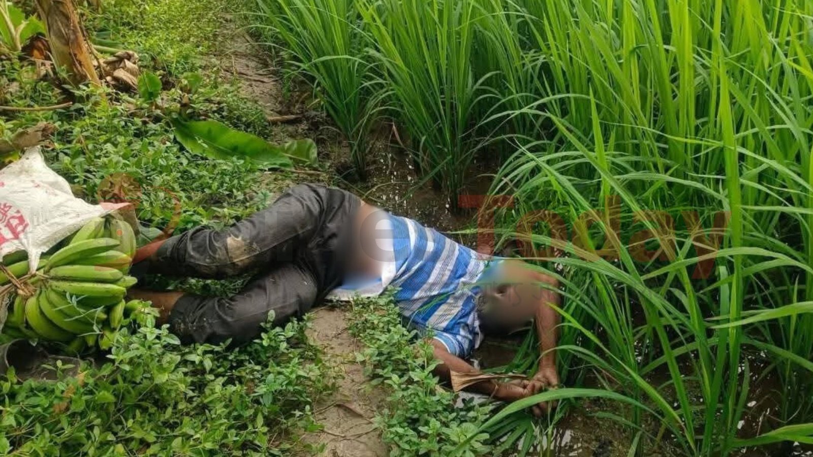 ধান ক্ষেতে পড়েছিল সিরাজুলের মরদেহ; মাদকাসক্ত দাবি পুলিশের!