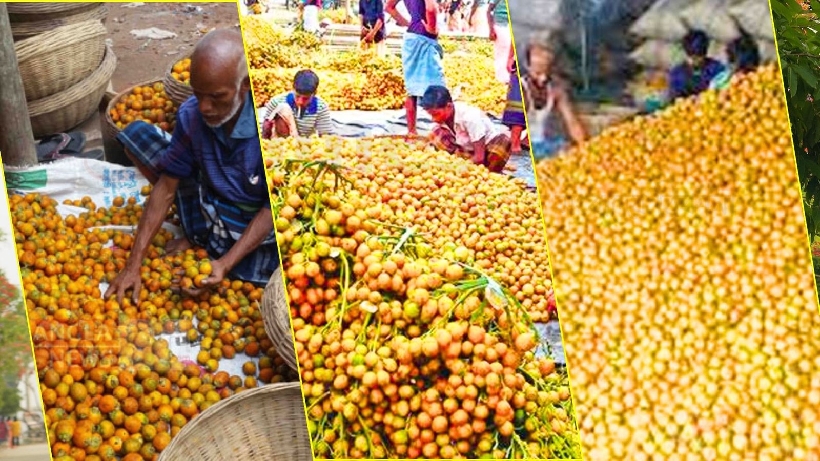 ভোলার গ্রামীণ অর্থনীতিতে নতুন প্রাণ: সুপারি চাষে বাম্পার ফলন!