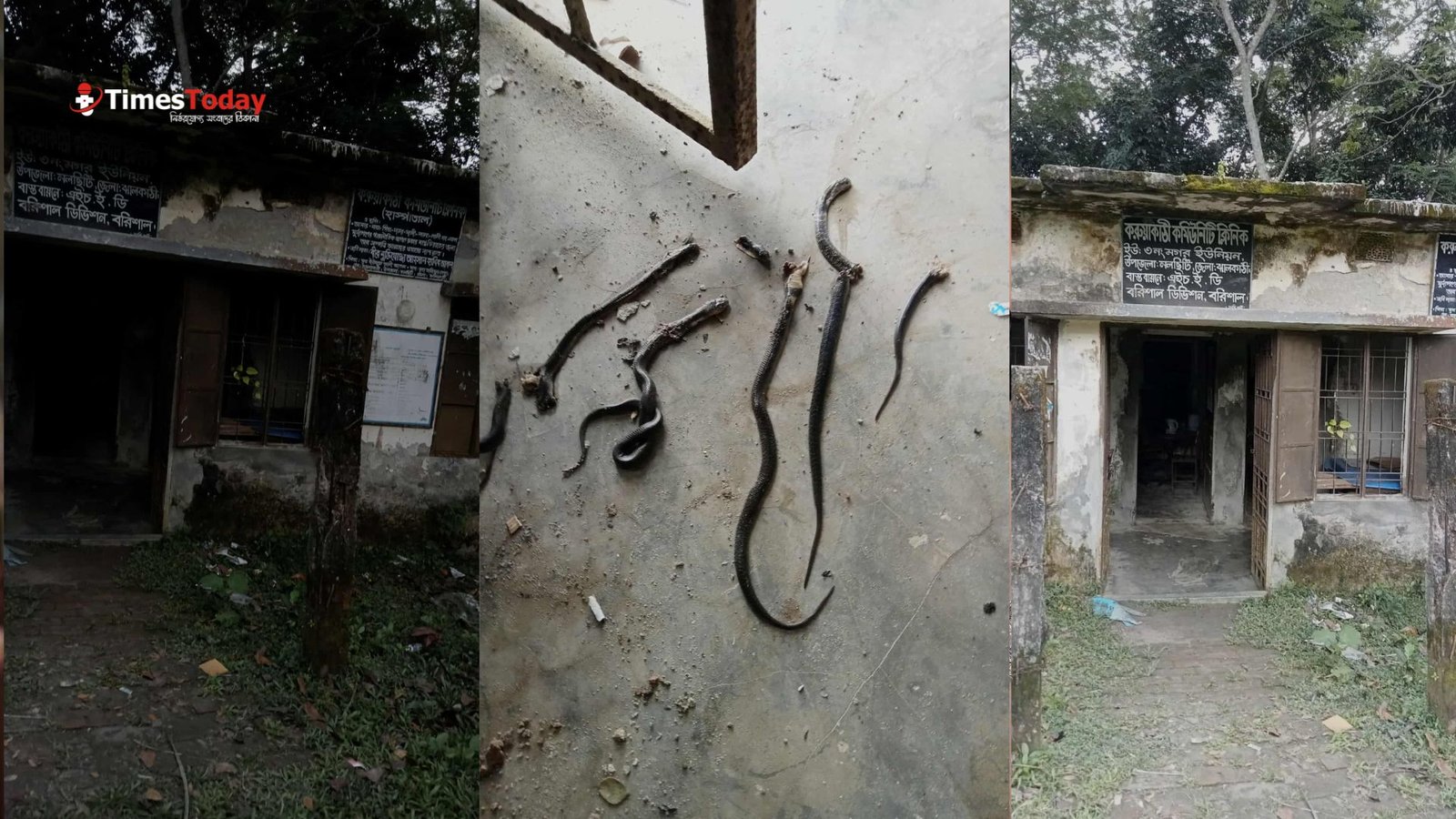 কমিউনিটি ক্লিনিকে একসঙ্গে সাত সাপ! আতঙ্কে স্বাস্থ্যকর্মীরা!