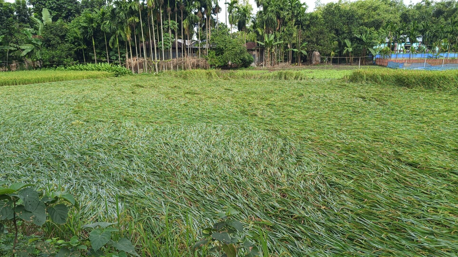 বৃষ্টির সাথে হালকা বাতাসে নুয়ে পড়েছে পাকা-আধাপাকা আমনের খেত!