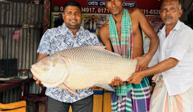 ৬৬ হাজার টাকায় বিক্রি হলো বিশাল কাতল মাছ!
