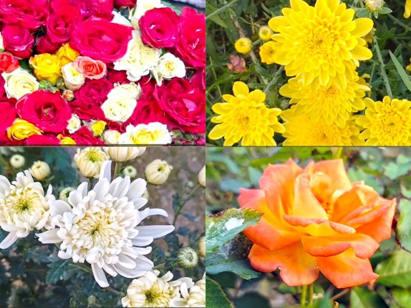 গদখালীর মাঠে ফুলেদের ‘রংকেলি’