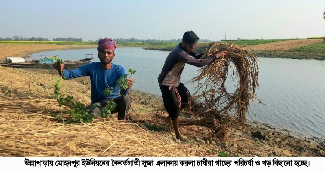 সিরাজগঞ্জের উল্লাপাড়ায় করলার ব্যাপক আবাদ