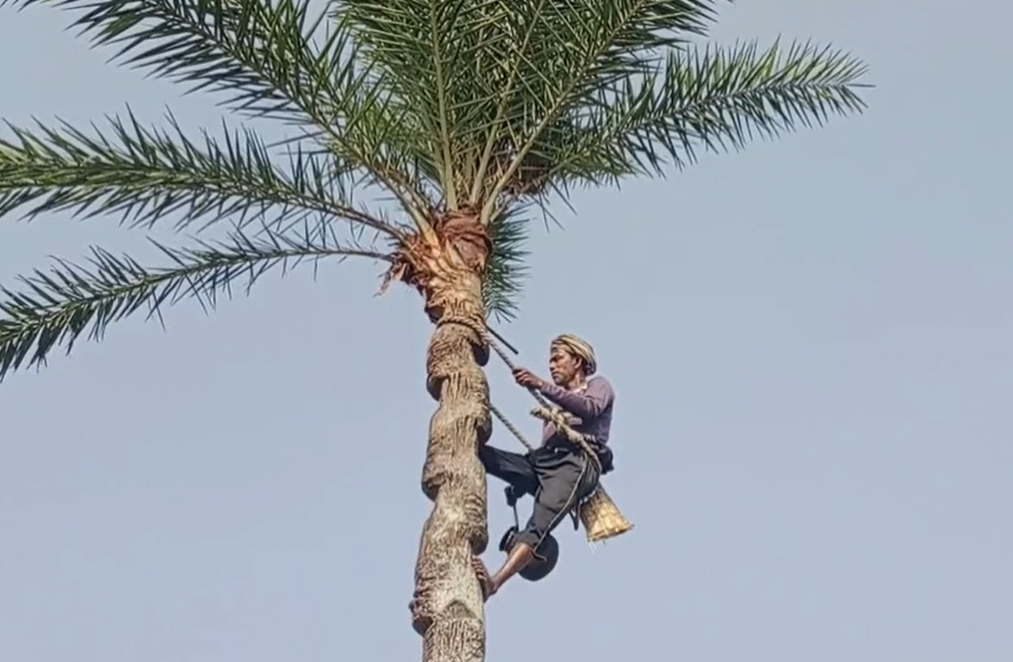 যশোরের যশ খেজুরের রস