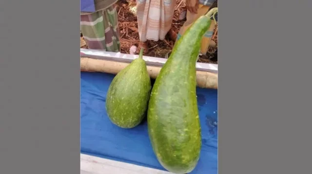 ১ জোড়া লাউ বিক্রি হলো ১৮ হাজার ২০ টাকায়